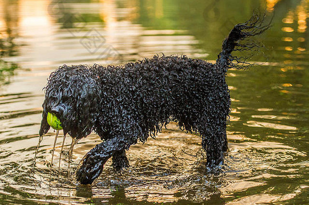 闪光洪水伦敦创建池玻璃钢狗玩伦敦公园