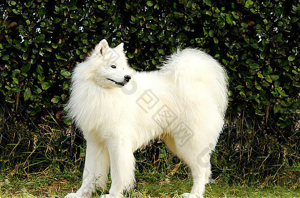 一只年轻漂亮的白色毛茸茸的萨摩亚狗站在草地上。萨米狗看起来像一只白色的狼，但它很温和