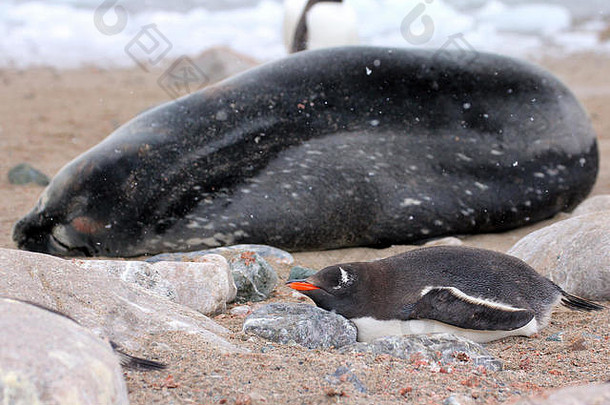 Gentoo企鹅Pygoscelis巴布亚威德尔密封钩端细胞韦德利睡觉海滩