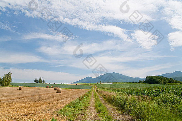 干草捆在田间，北海道县，日本