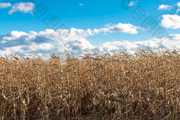 蔚蓝天空下玉米田的详细视图
