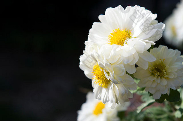 白菊花，<strong>十一</strong>月最受欢<strong>迎</strong>的花。黄色或白色的菊花用于中国菜。