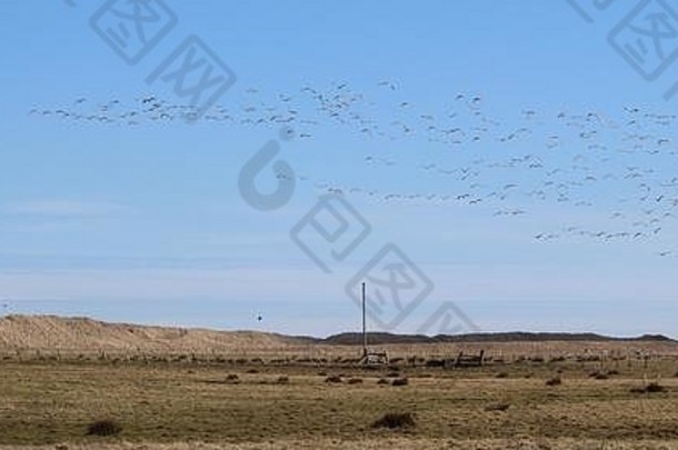 迁徙的鹅在蓝天上飞翔，在田野里吃草