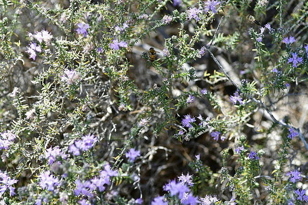 塞浦路斯山上的野花和蓟