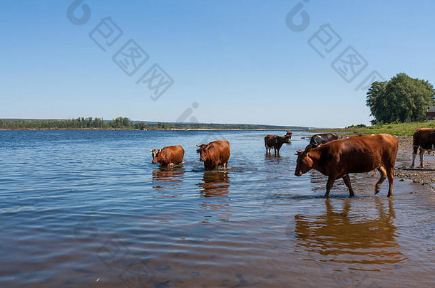 在炎热的夏日午后，很少有奶牛站在河里。