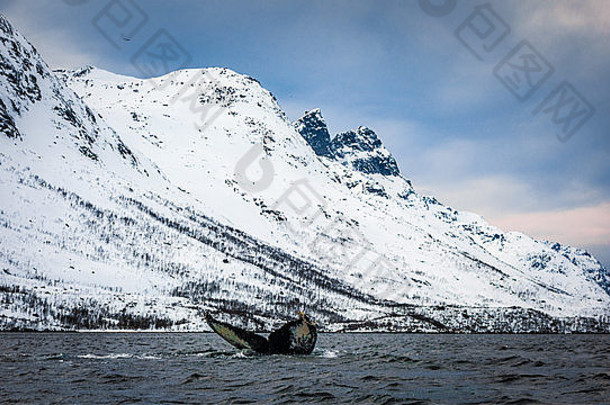 挪威北部特罗姆索附近克瓦卢亚厄斯峡湾的座头鲸