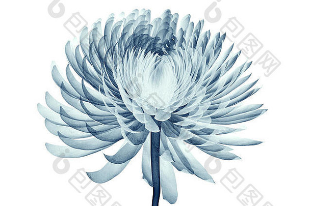 白色隔离花的x射线图像，蓬蓬菊花3d插图