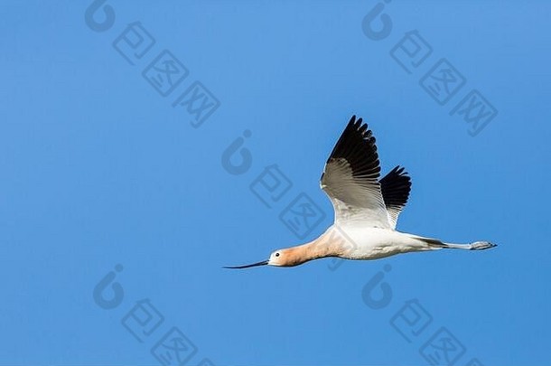 阿沃塞特在湿地上空的蓝天上飞翔