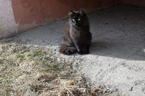 无家可归的人猫晒太阳