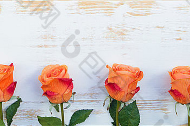在白色复古木背景上，美丽的橙玫瑰排成一行