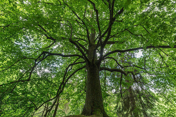 森林里高大的老树，在酷暑中消磨着树影