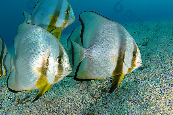 埃及阿布达巴布马尔萨阿拉姆红海沙质海底的泰拉蝙蝠鱼或长鳍蝙蝠鱼（Platax teira）