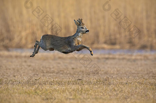 在冬天奔跑的狍，Capreolos Capreolos。罗巴克在半空中跳跃。<strong>野生动植物</strong>景观。