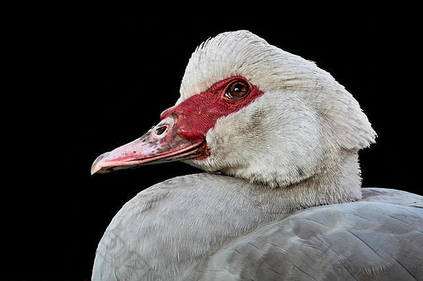 白色俄国鸭一边肖像黑色的背景凯琳娜moschata