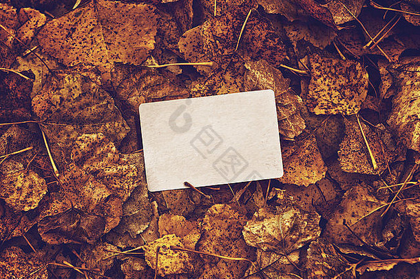 在干燥的秋叶背景上有圆角的旧空白名片，色调图像。