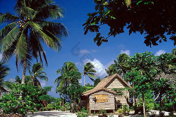 所罗门群岛雄伟的椰树丛中的茅草小屋