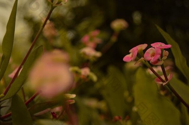 花园里的天然粉色花和绿叶