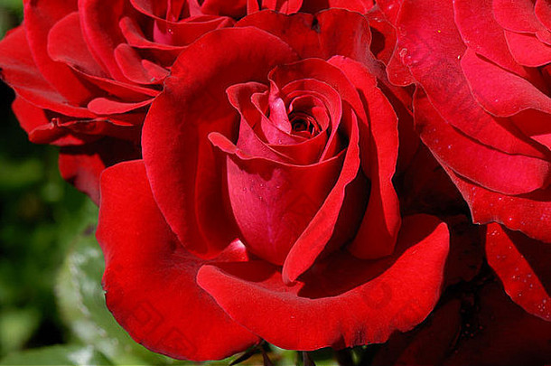完美的红色绽放在一朵深红色的玫瑰上，<strong>喜讯</strong>不断
