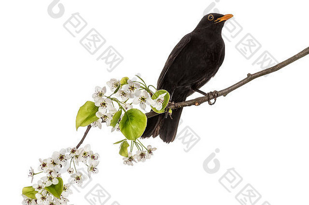 常见的黑鸟栖息开花分支孤立的白色