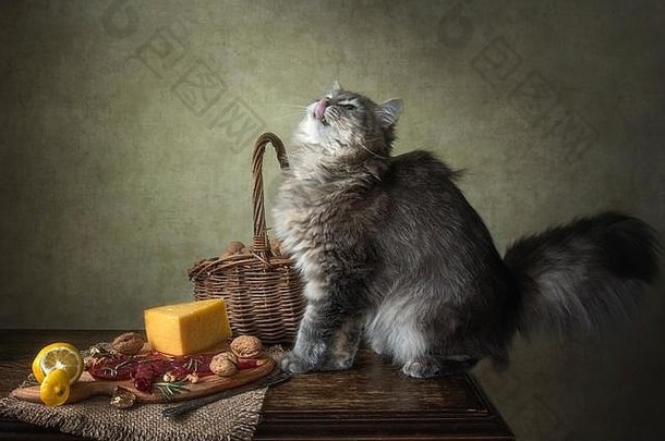 奶酪和饥饿小猫的静物画
