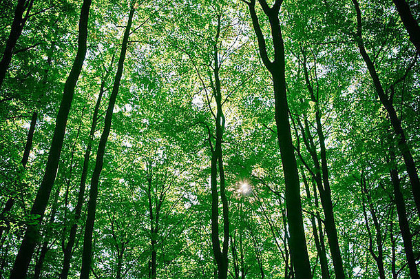 在<strong>森林</strong>里<strong>的</strong>树上可以探测到阳光
