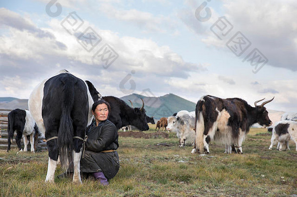 蒙古游牧女人挤奶牛