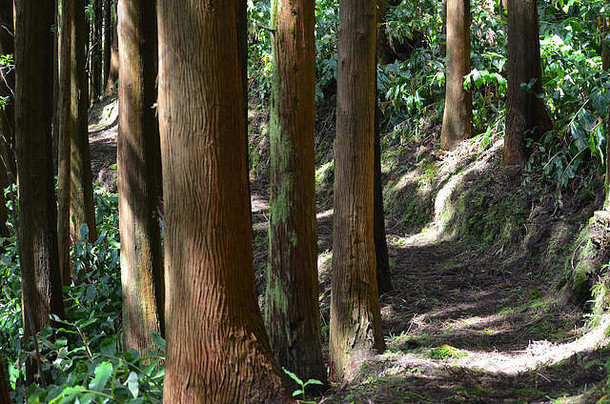 亚速尔群岛圣玛丽亚岛皮科阿尔托山坡上的日本红雪松针叶树种植园，混合着原始森林的残余