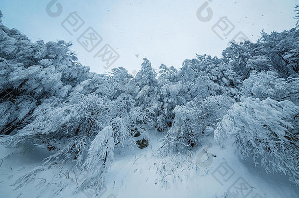美丽的降雪在梦幻和雾蒙蒙的冬季森林景观。