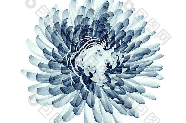 x射线图像花孤立的白色绒球菊花插图
