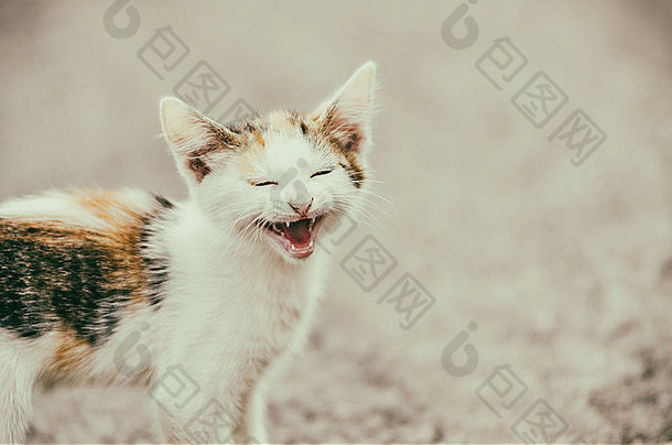 复古的过滤器可爱的猫喵喵有趣的笑脸