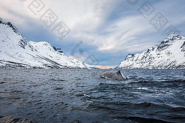 挪威北部特罗姆索附近克瓦卢亚厄斯峡湾的座头<strong>鲸</strong>