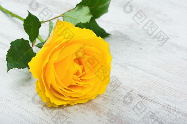 美丽的黄色的玫瑰白色木背景