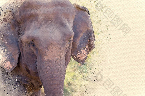 亚洲大象脸森林数字水彩绘画效果复制空间文本