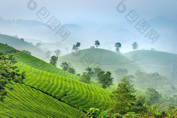 越南福寿省的龙可可茶山，一个大雾蒙蒙的清晨。龙可可被认为是越南最美丽的茶山之一，有胡
