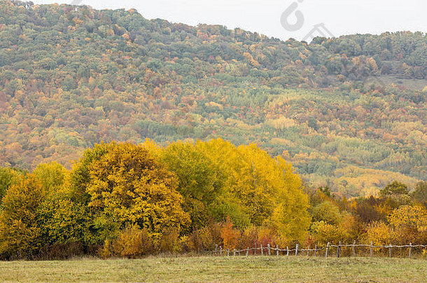 牲畜、农村、自由概念。格力牧场用树枝和树枝做成的弱篱笆围起来，尽头是生长在山上的五颜六色的森林