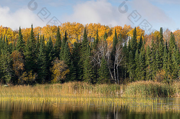 湖边的树木，森林之湖，安大略省，加拿大