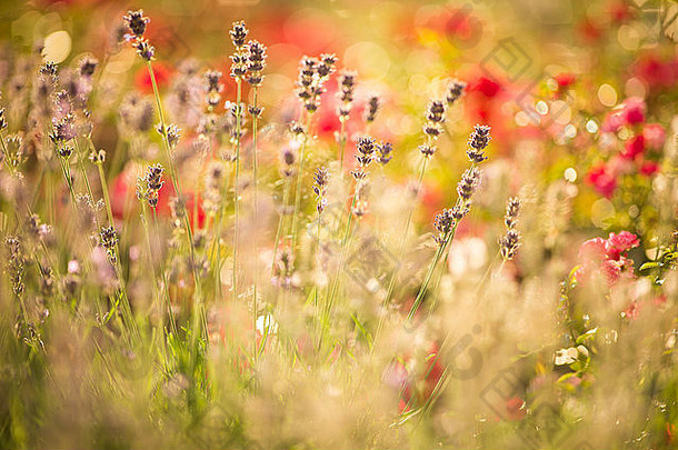 美丽的细节薰衣草场普罗旺斯典型的薰衣草景观薰衣草场法国