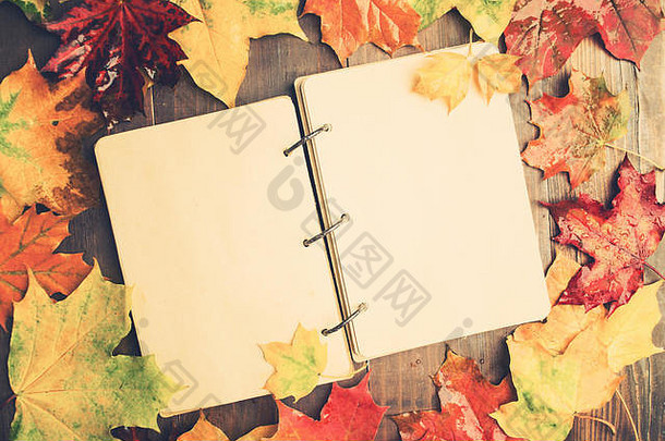 色调鲜明的秋季概念，湿枫叶和中央的开放式笔记本，具有空间和平面布局风格