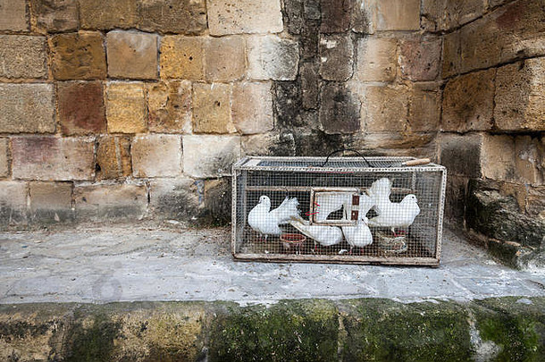 塞浦路斯尼科西亚一座古老的大石墙旁的小笼子里的白鸽