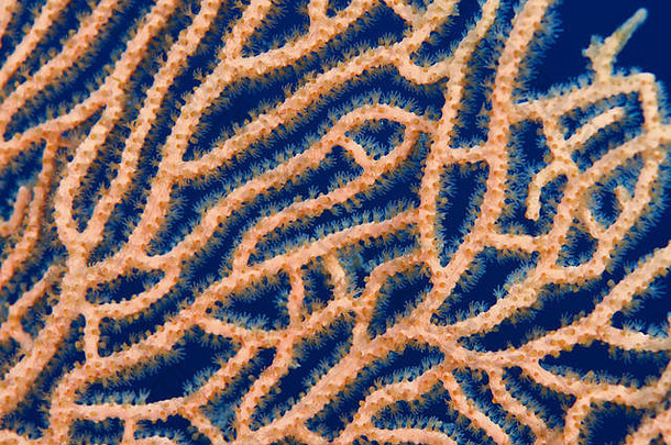 特写-埃及西奈半岛沙姆沙伊赫红海的软珊瑚巨型海扇或戈尔贡扇珊瑚（Subergorgia mollis）