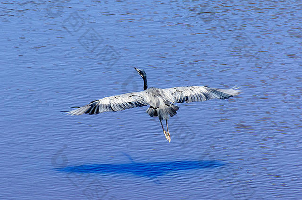 蓝色湖水上一只孤立的苍鹭/白鹭在平静的水面上倒影，<strong>展翅飞翔</strong>，色彩鲜艳