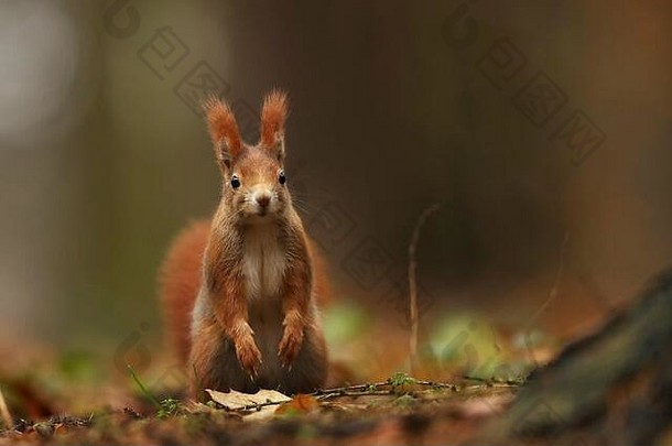 可爱的红松鼠，长着<strong>尖尖</strong>的<strong>耳朵</strong>，吃着一颗坚果，背景是美丽的落叶林。捷克野生动物。坐在树桩上