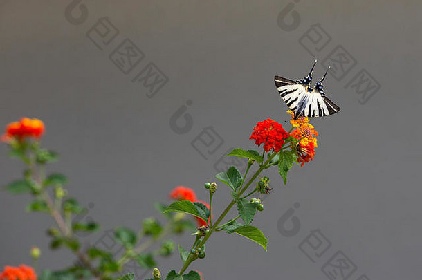稀缺的燕尾服- - - - - -吡虫啉波达里里乌斯地中海蝴蝶色彩斑斓的花希腊克里特岛