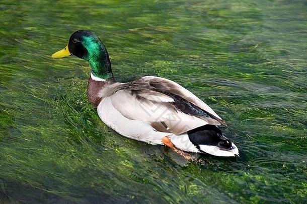 野鸭鸭游泳水焦点绿色闪亮的头脖子