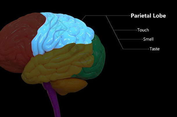 中央器官人类紧张系统大脑叶解剖学