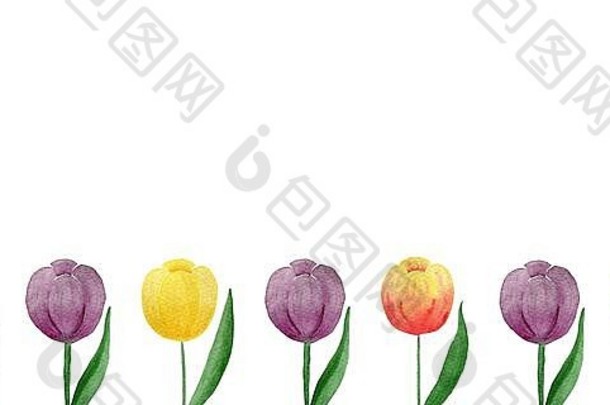 白色水彩郁金香花边上隔离的一组彩色郁金香，带有空间、母亲节或复活节背景设计