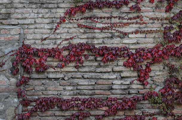 覆盖着深<strong>红色</strong>常春藤的砖墙