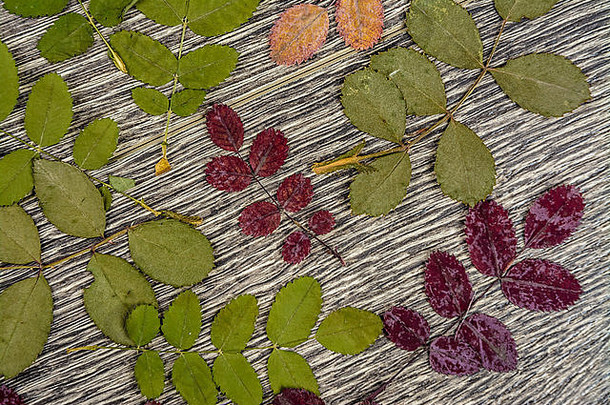秋天的背景纹理照片叶子木