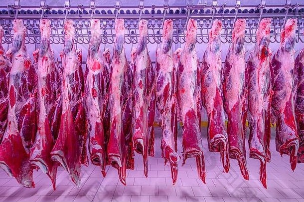 在冷藏肉类行业，许多半牛块新鲜地挂在一个大冰箱里，排成一行。水平视图。