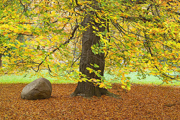 山毛榉树秋天把黄色的水青冈属sylvatica